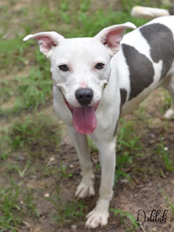 Delilah thumbnail 6