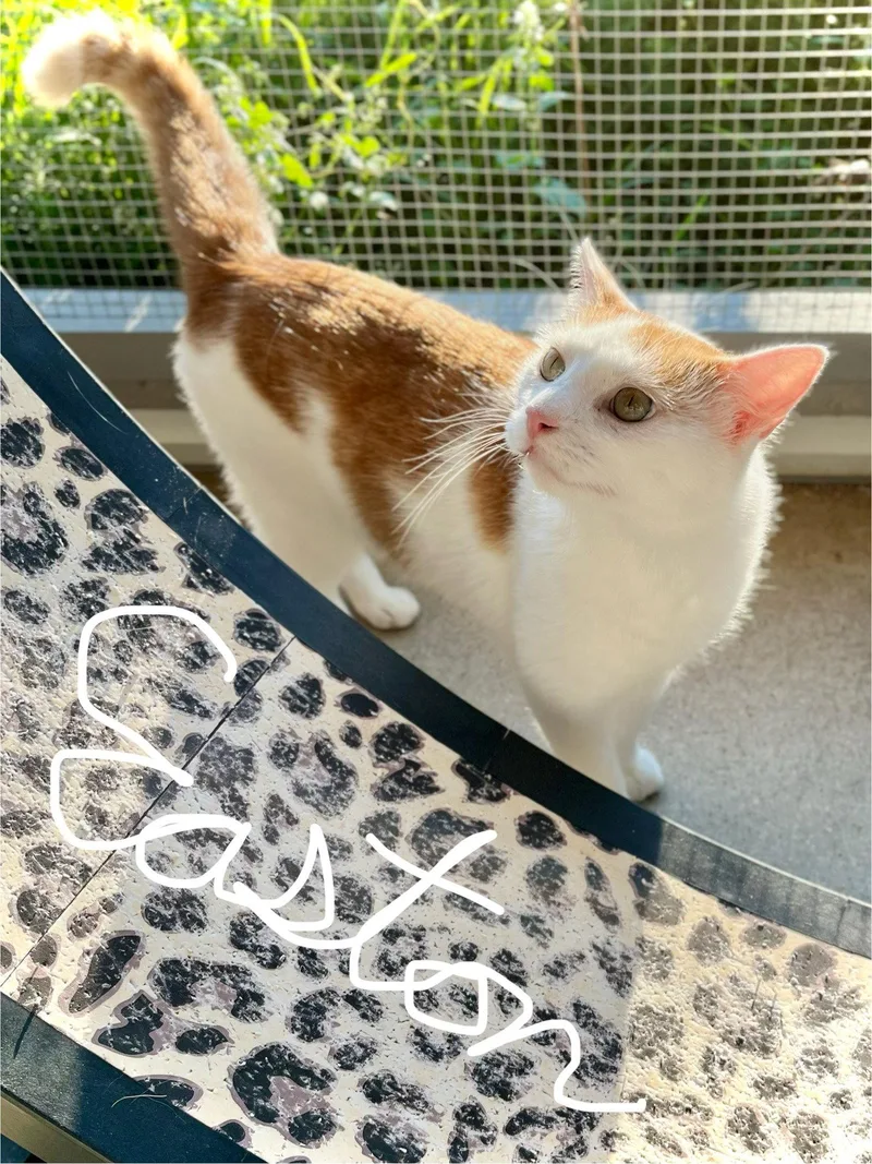 A young medium-sized male Domestic Short Hair cat named Easton for adoption in Estherville, IA