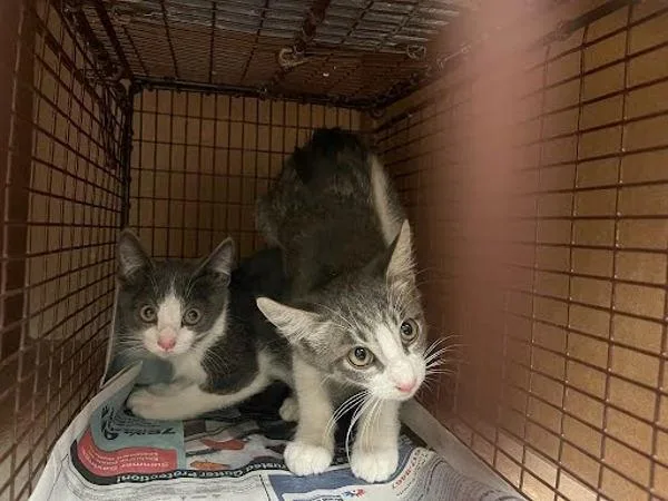 A baby small-sized male Domestic Medium Hair cat named Moryomaru for adoption in Austin, TX