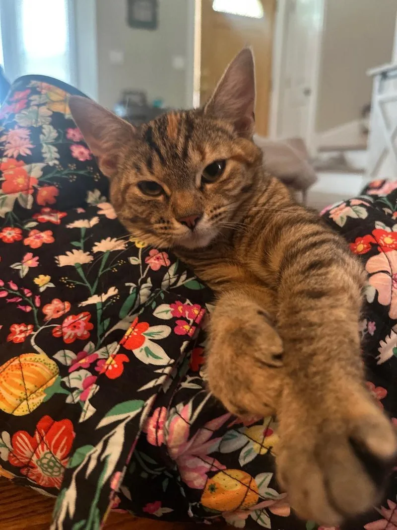 Fearless thumbnail 2