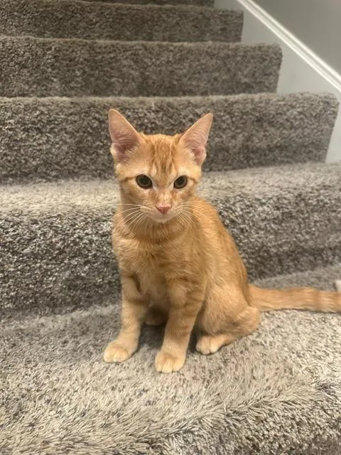 A baby medium-sized male Domestic Short Hair cat named Cosmo for adoption in Libertyville, IL