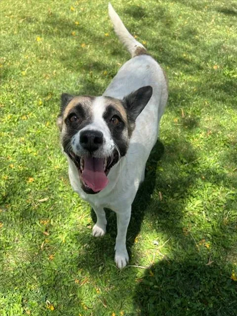 An adult small-sized female Terrier dog named Shortcake for adoption in Riverside, CA