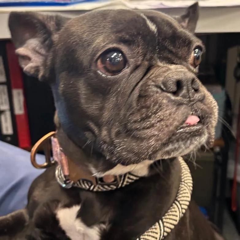 An adult small-sized female Black Mixed Breed dog named Nisha for adoption in Allentown, PA