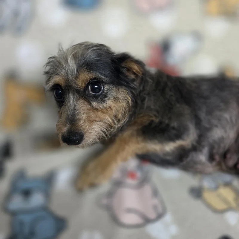 An adult small-sized female Gray / Blue / Silver Miniature Schnauzer dog named Birdie for adoption in Dallas, GA