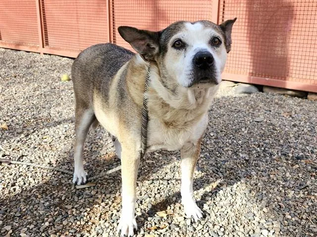 An adult large-sized female Australian Cattle Dog / Blue Heeler dog named Lobelia for adoption in Phoenix, AZ