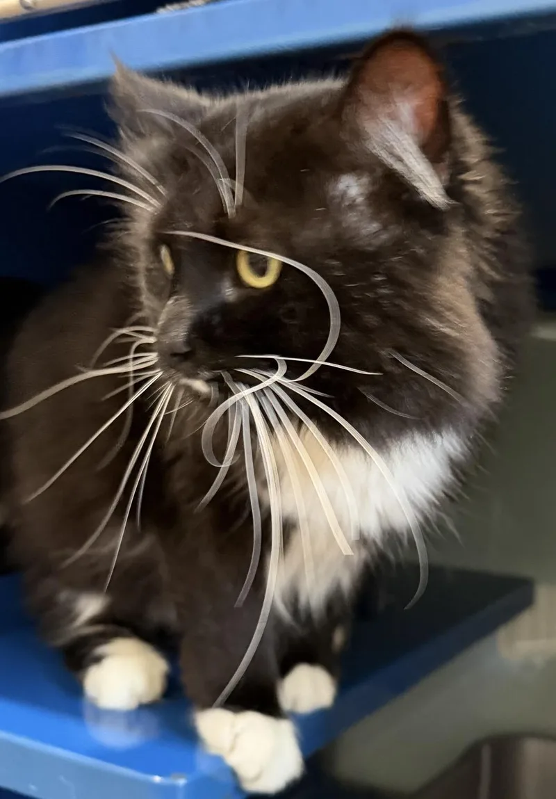 A young large-sized male Black & White / Tuxedo Domestic Medium Hair cat named Hutch for adoption in Sault Sainte Marie, MI