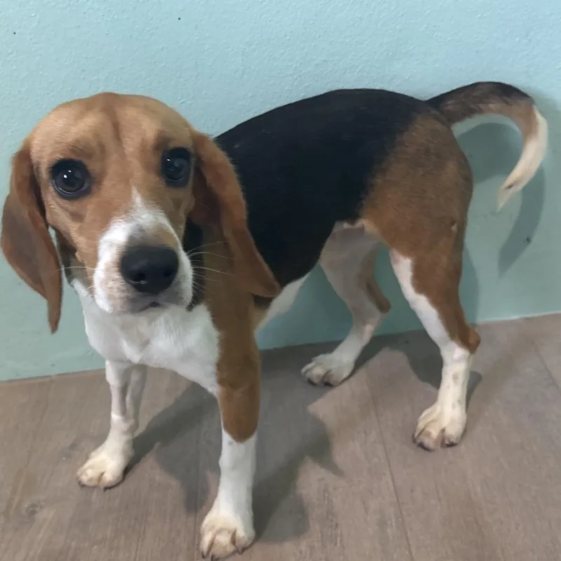 A young small-sized female Yellow / Tan / Blond / Fawn Beagle dog named Carol for adoption in LOXAHATCHEE, FL