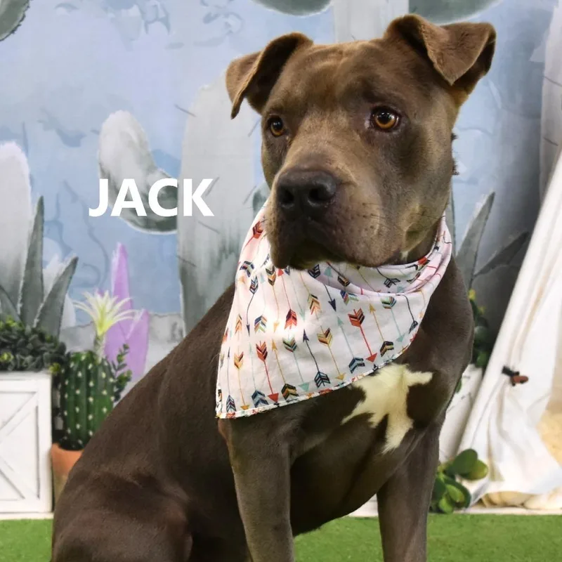 An adult medium-sized male Gray / Blue / Silver Pit Bull Terrier dog named Jack for adoption in Yuma, AZ