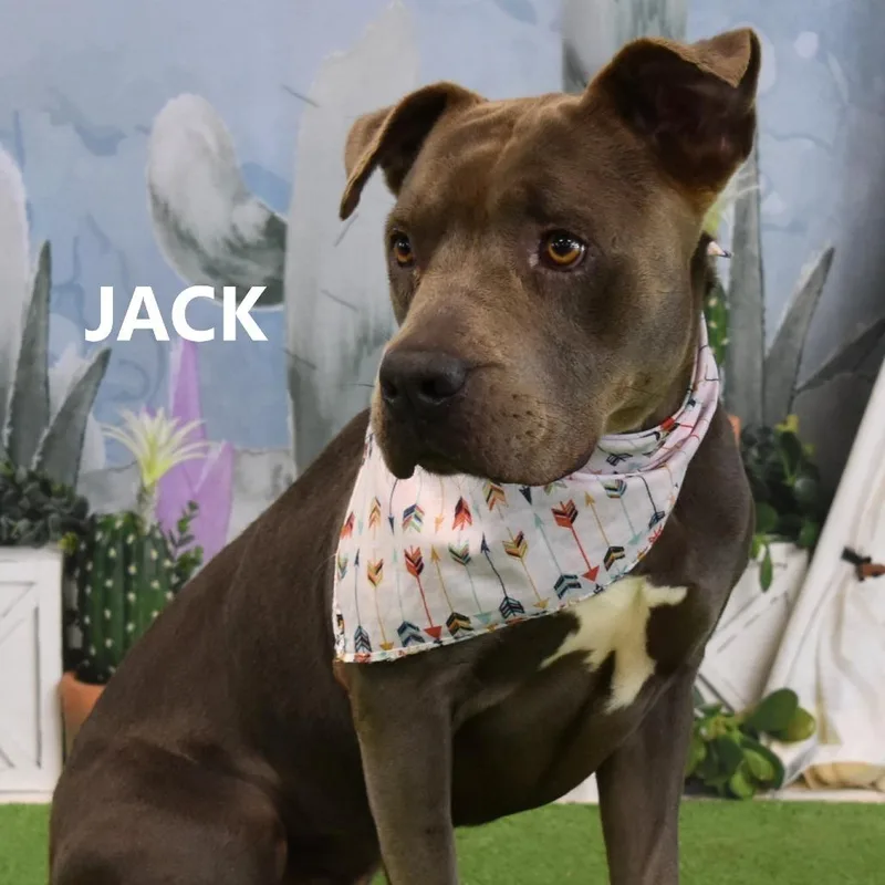 Jack thumbnail 2