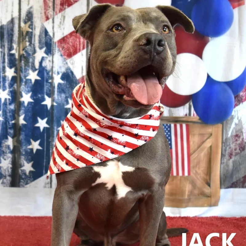 Jack thumbnail 4
