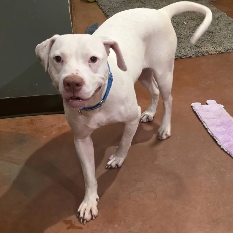 A young small-sized female White / Cream Mixed Breed dog named Keeva for adoption in Glenfield, NY