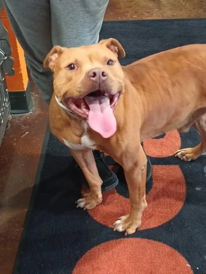 An adult large-sized male Mixed Breed dog named Sable for adoption in Cincinnati, OH