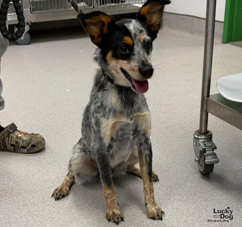 A young small-sized male Australian Cattle Dog / Blue Heeler named Stevie for adoption in Washington, DC