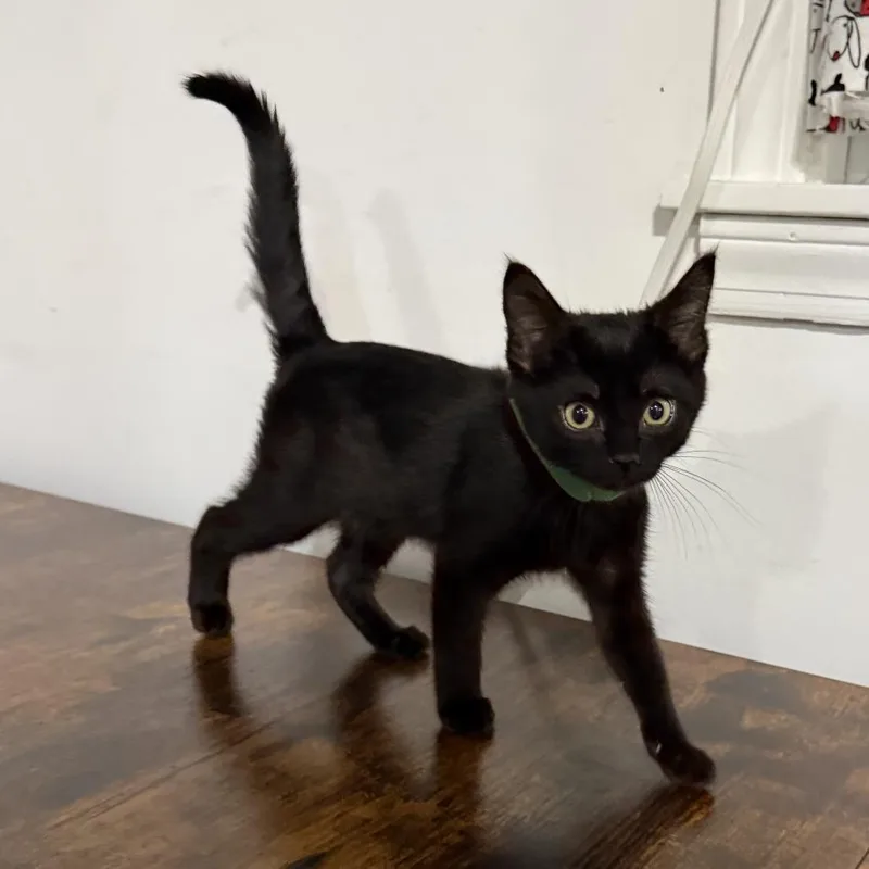 A baby small-sized female Black Domestic Short Hair cat named Sergeant Calhoun for adoption in Normal, IL