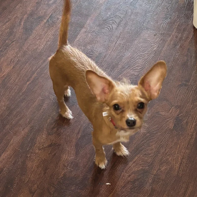 An adult small-sized female Golden Chihuahua dog named Jesse for adoption in Springfield, MO