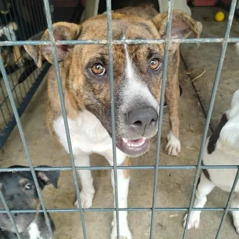 An adult medium-sized female Brindle Pit Bull Terrier dog named Queen for adoption in Dover, AR