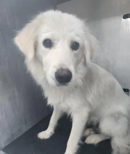 An adult large-sized female Great Pyrenees dog named Venus for adoption in San Antonio, TX