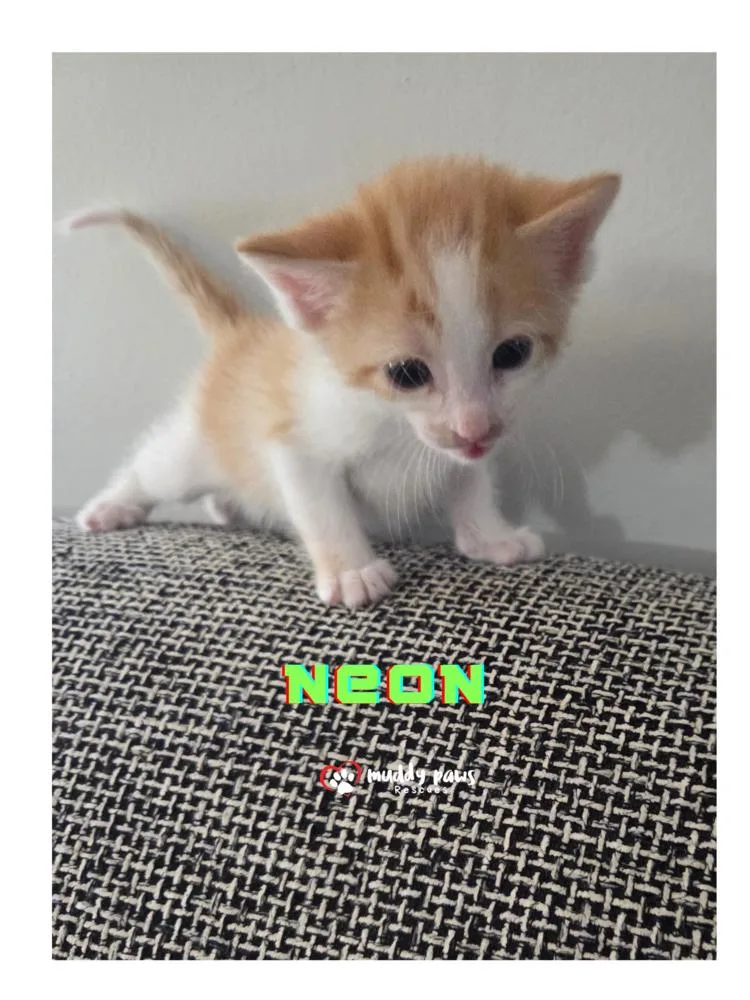 A baby small-sized male Domestic Short Hair cat named Elemental Litter: Neon for adoption in Council Bluffs, IA