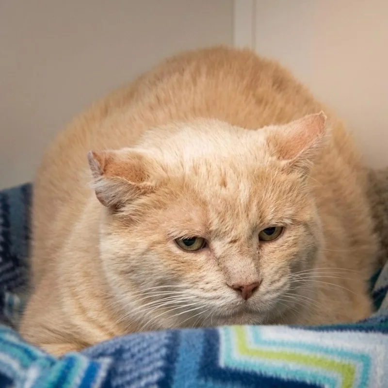 An adult large-sized male Buff / Tan / Fawn Domestic Short Hair cat named Santana for adoption in Indiana, PA