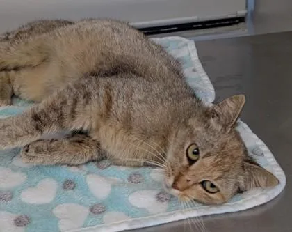 An adult small-sized female Domestic Short Hair cat named Jackie O for adoption in Taylorsville, NC