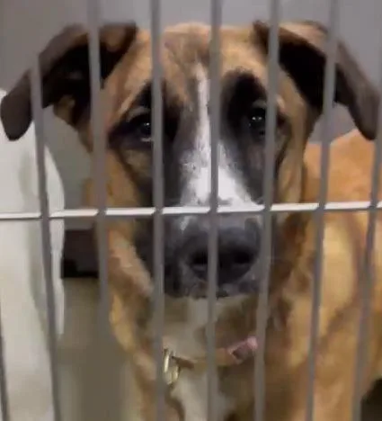A young large-sized female German Shepherd Dog dog named Missy for adoption in Phoenix, AZ