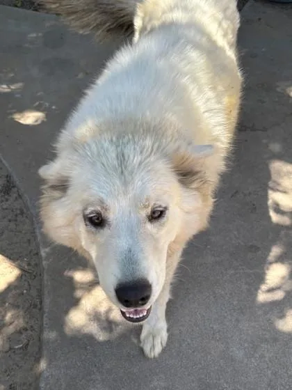 An adult large-sized female Husky dog named `Merica for adoption in Fresno, CA