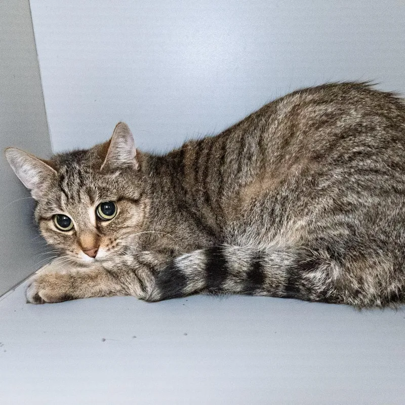 An adult medium-sized female Brown / Chocolate Domestic Short Hair cat named Mae for adoption in South Elgin, IL