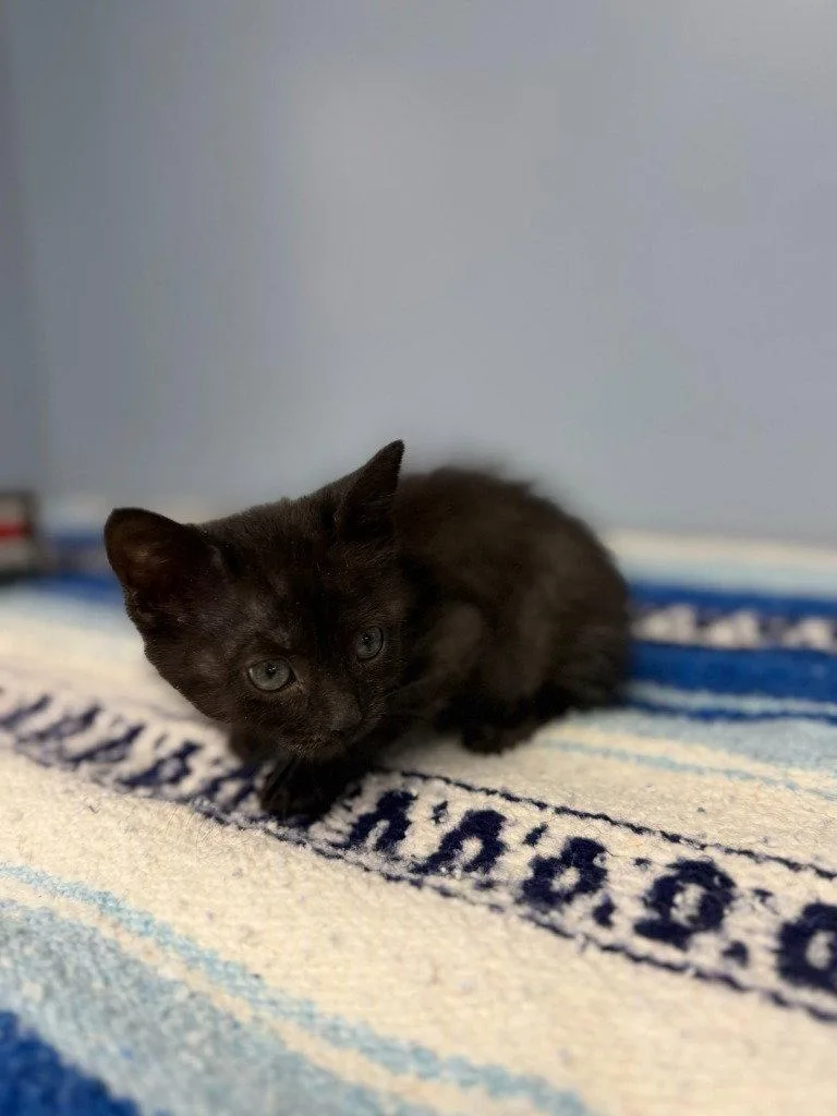 A baby small-sized female Black Domestic Short Hair cat named Iris for adoption in Lovingston, VA