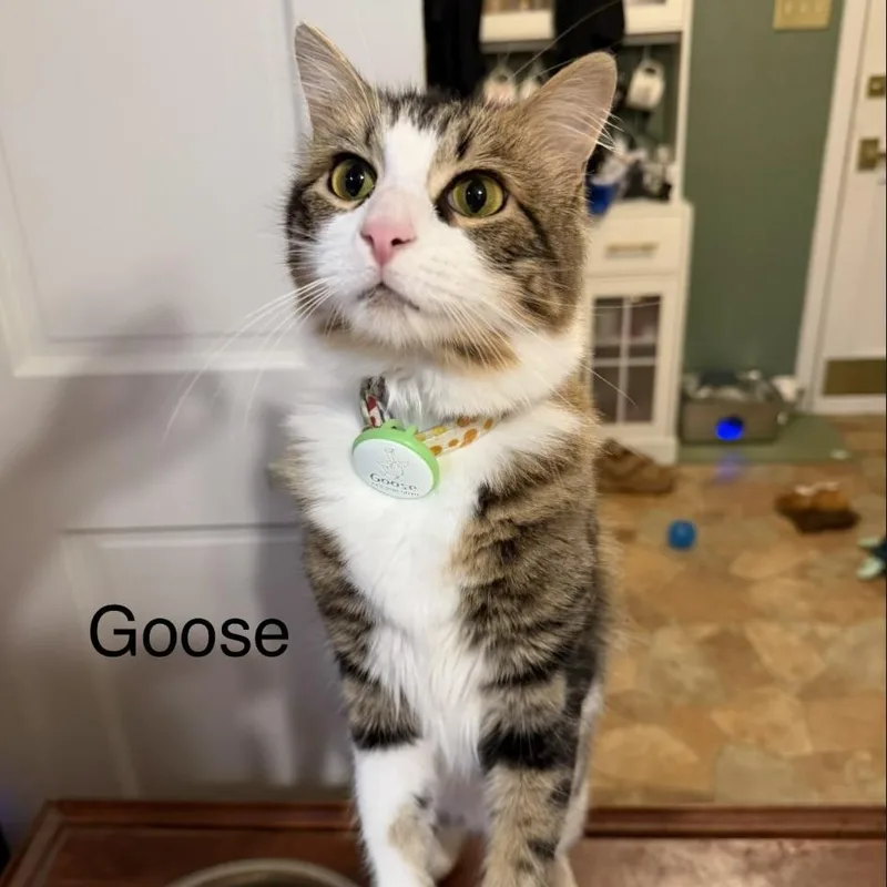 A baby medium-sized female Gray & White Domestic Medium Hair cat named Goose & Caroline for adoption in Liverpool, TX