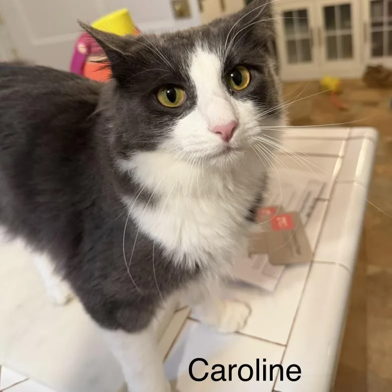 Goose & Caroline thumbnail 3