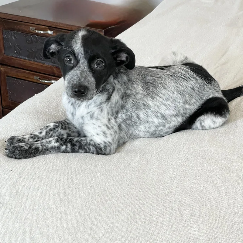 Snuggly Selee thumbnail 3