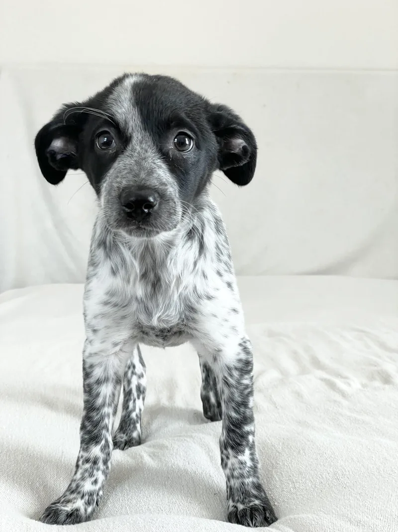 Snuggly Selee thumbnail 4