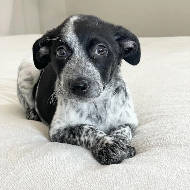 Snuggly Selee thumbnail 5