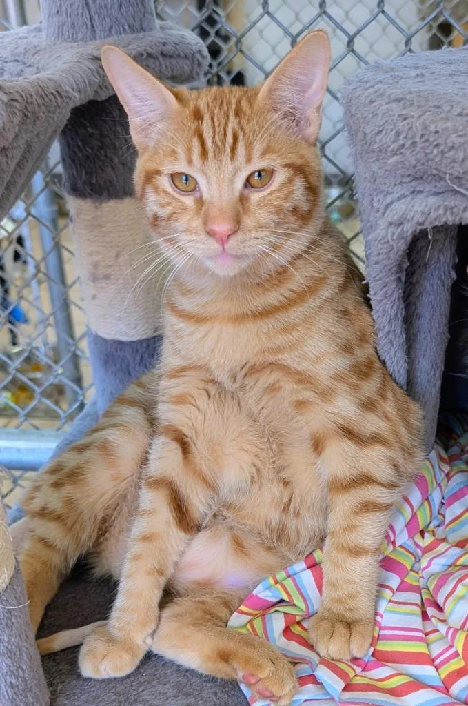 A baby medium-sized male Domestic Short Hair cat named Coati for adoption in Peoria, AZ