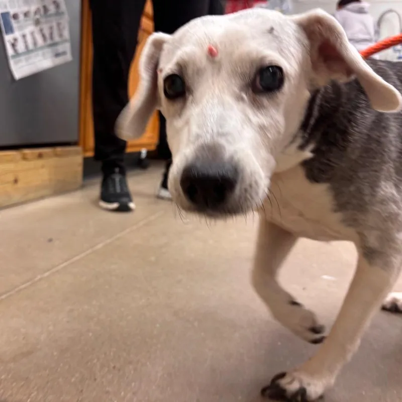 A senior medium-sized female White / Cream Mixed Breed dog named Angel for adoption in York, PA