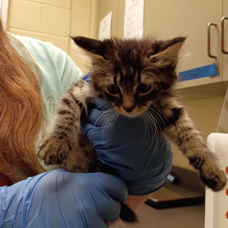 A baby small-sized male Gray / Blue / Silver Domestic Medium Hair cat named StraythStreet for adoption in Columbus, GA