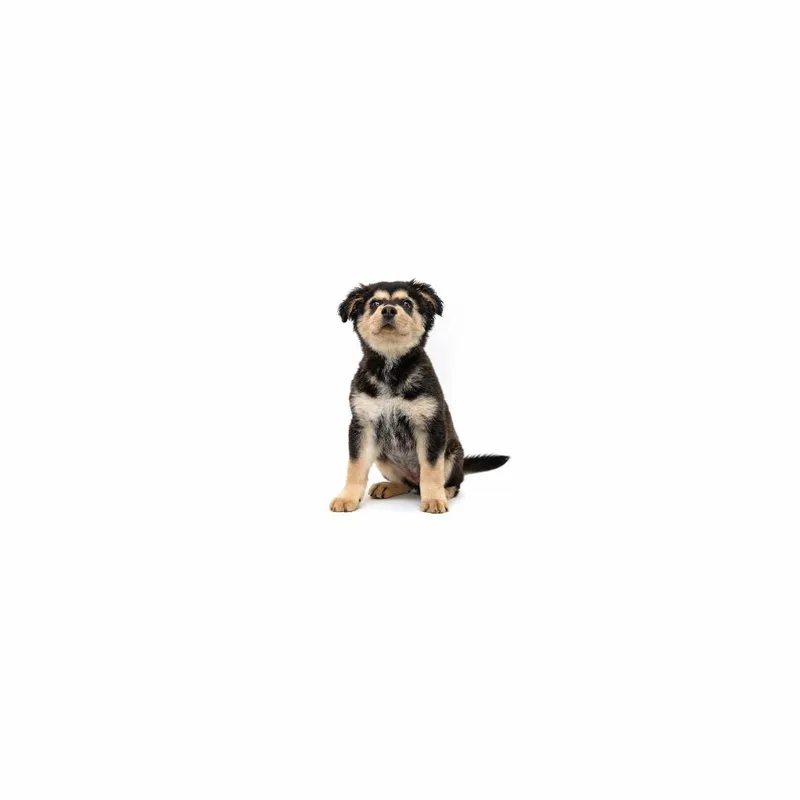 A baby small-sized female Black Mixed Breed dog named Kimchi for adoption in Playa Vista, CA