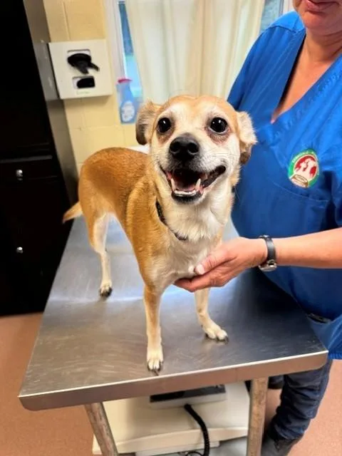 An adult small-sized female Chihuahua dog named Joella for adoption in Cookeville, TN