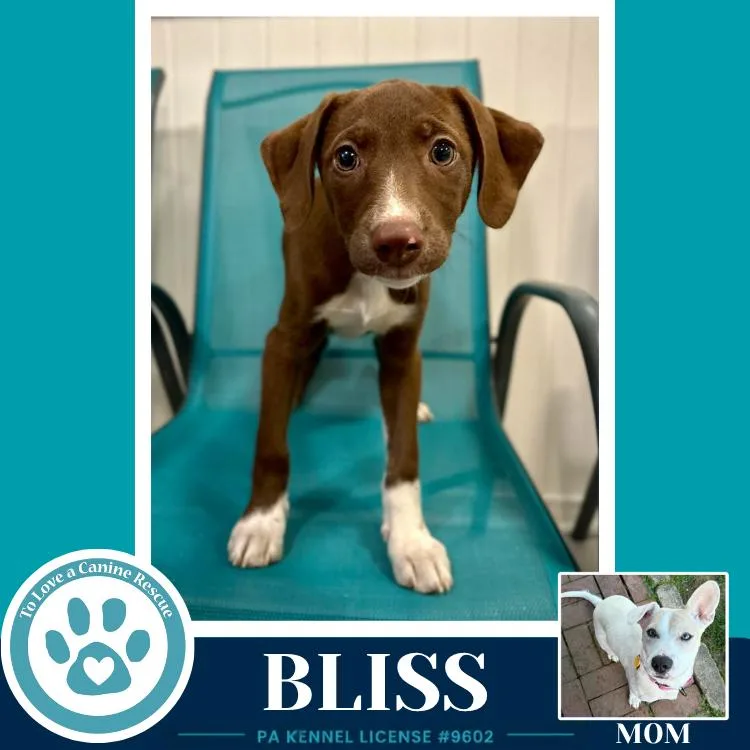 Bliss thumbnail 2