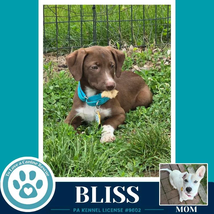 Bliss thumbnail 3