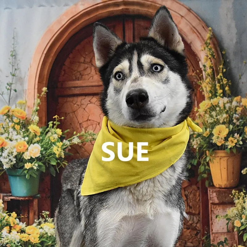 An adult large-sized female Black Husky dog named Sue for adoption in Yuma, AZ