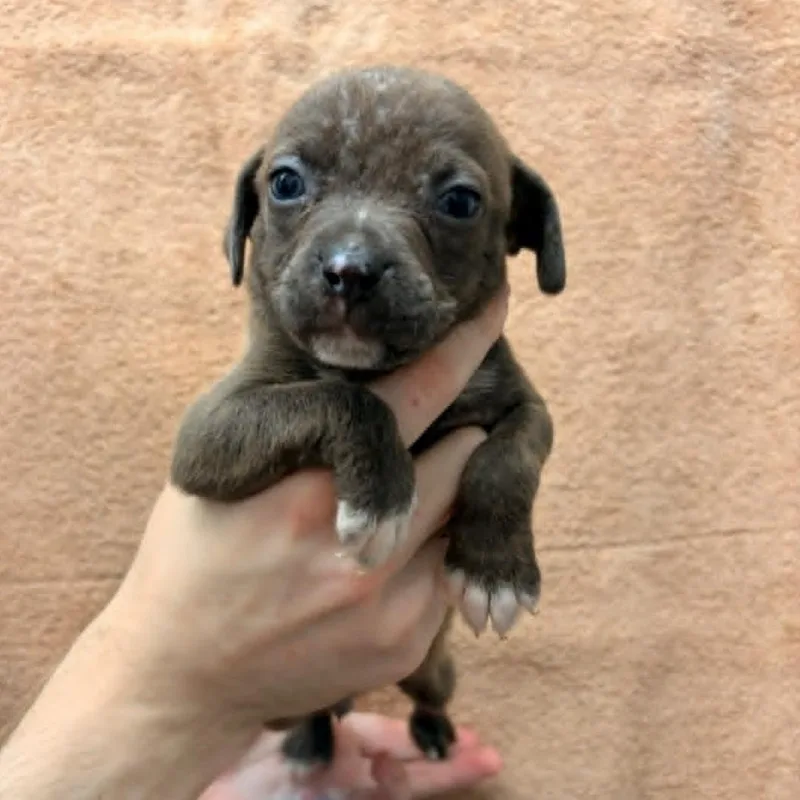 A baby medium-sized male Gray / Blue / Silver Pit Bull Terrier dog named Beau for adoption in Schenectady, NY