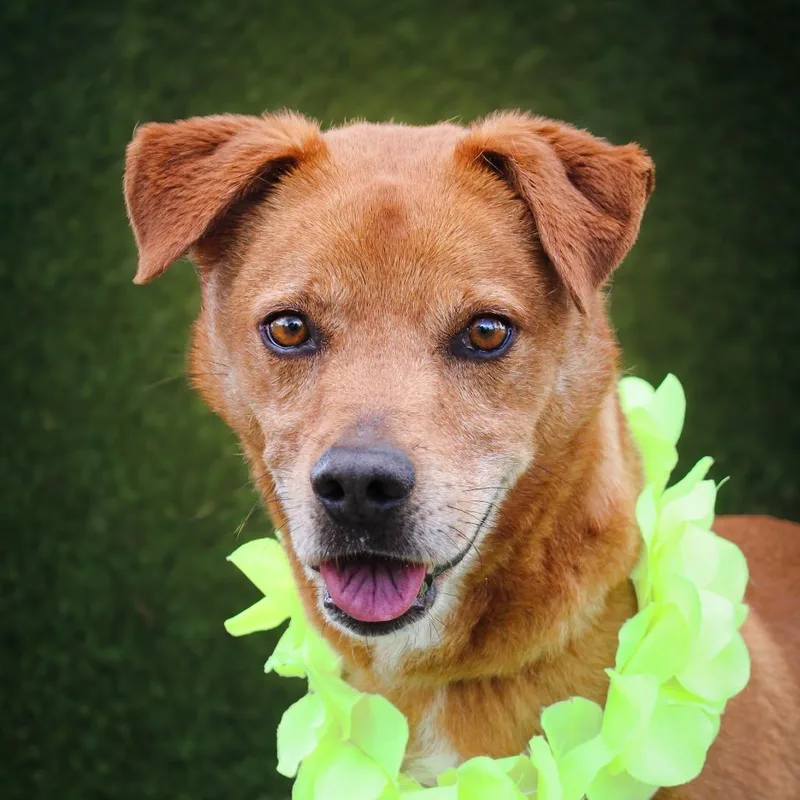A young medium-sized male Brown / Chocolate Mixed Breed dog named Dodge for adoption in Lake Jackson, TX