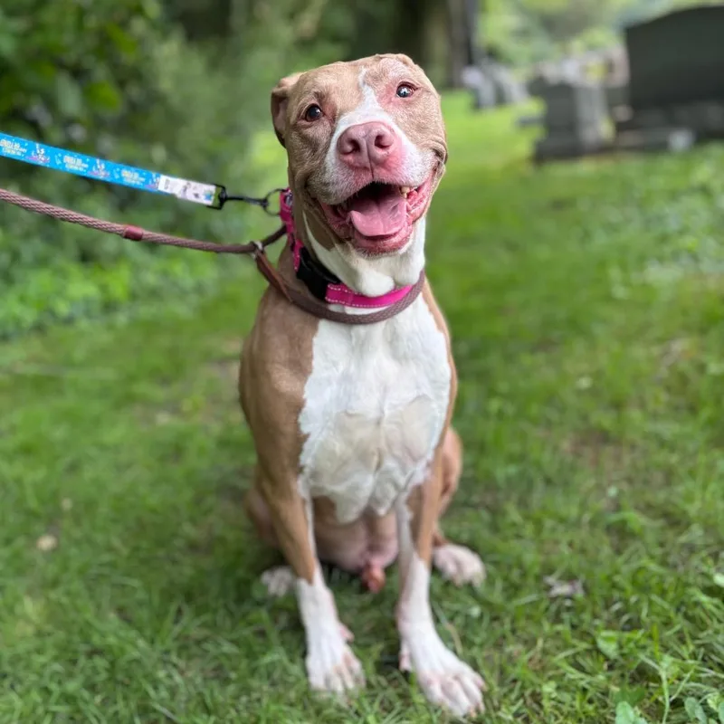 A senior medium-sized male American Staffordshire Terrier dog named Phantom for adoption in Westhampton, NY