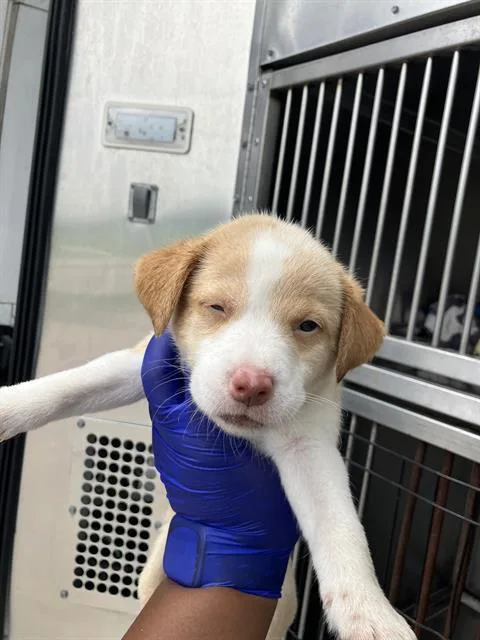 A baby medium-sized female Mixed Breed dog named Everest for adoption in Dallas, TX