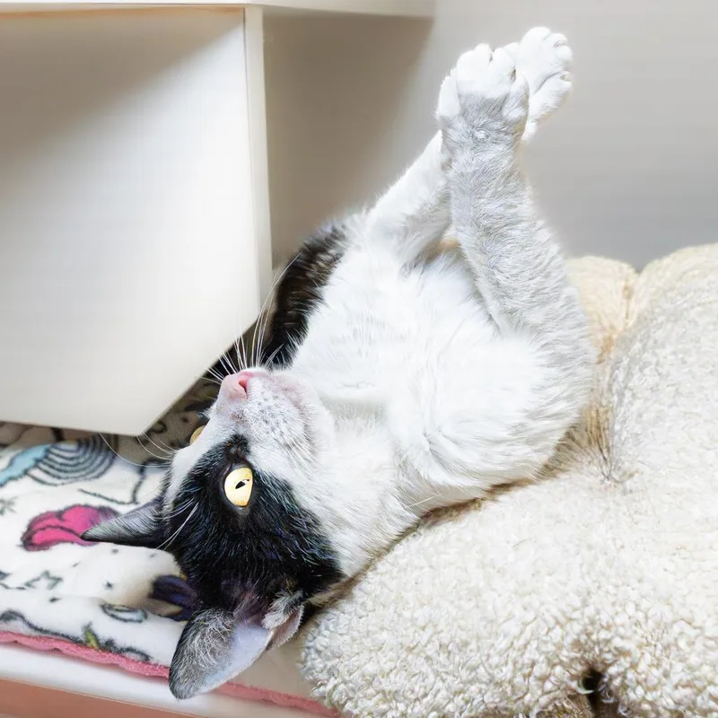 An adult medium-sized female Black Domestic Short Hair cat named Chinche for adoption in South Elgin, IL