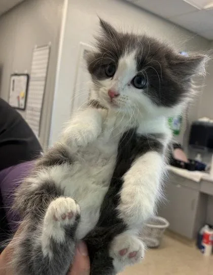 A young small-sized female Domestic Long Hair cat named Shelly for adoption in Lafayette, IN