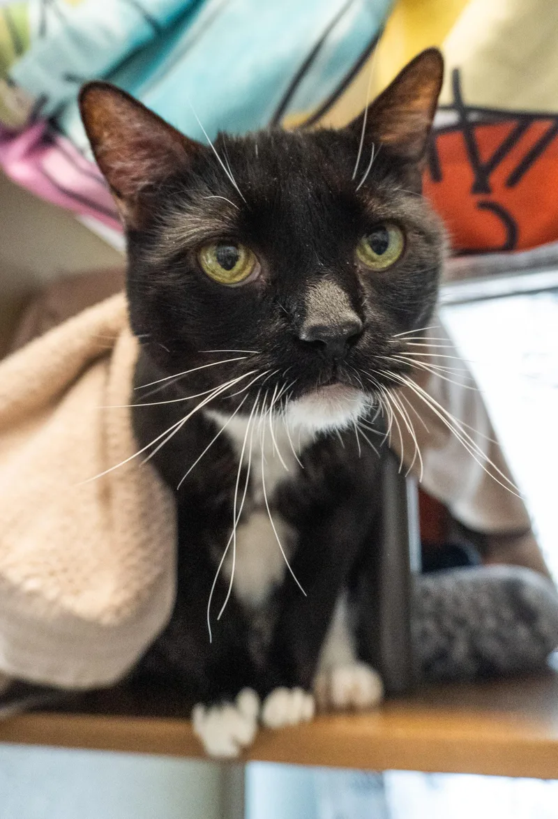 A senior large-sized male Black & White / Tuxedo Domestic Short Hair cat named Cookie Crisp for adoption in Encinitas, CA
