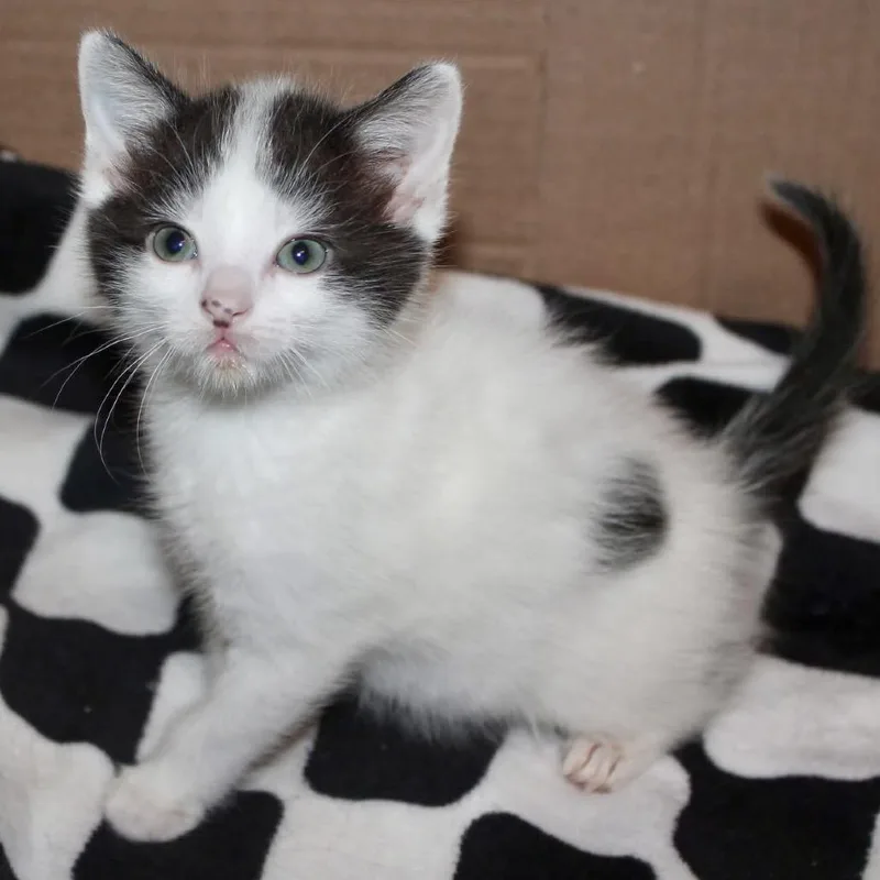 A baby small-sized female White Domestic Short Hair cat named Rosie for adoption in St Joseph, MO
