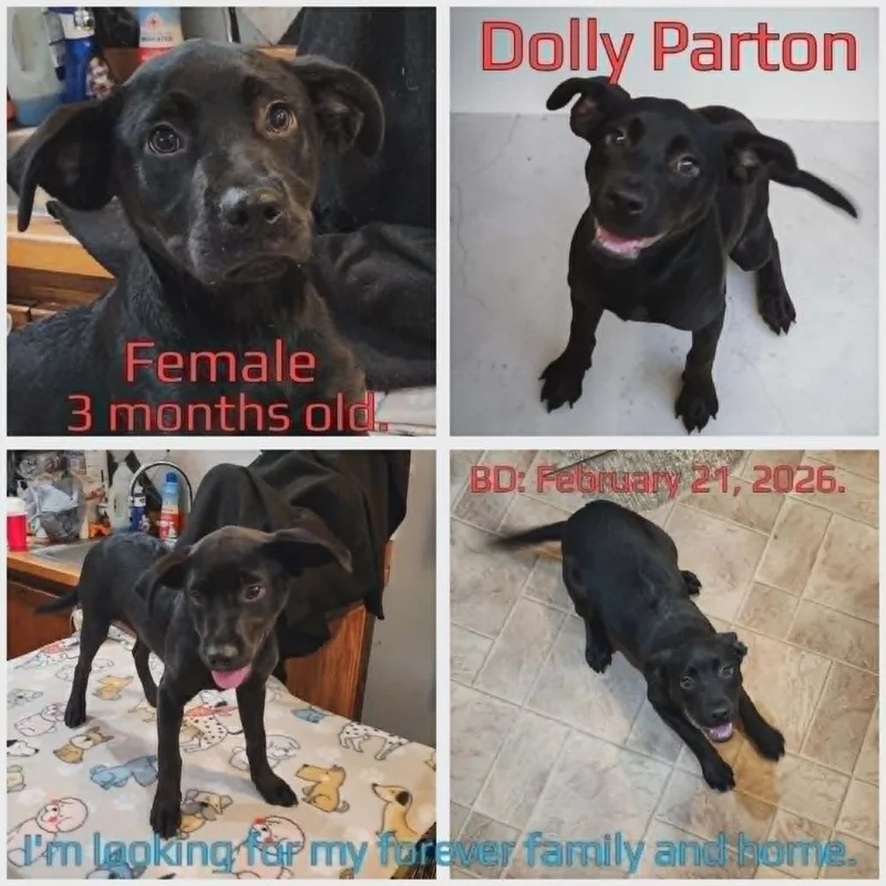 Dolly Parton thumbnail 4